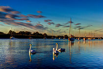 Graceful evening swans von David Pyatt