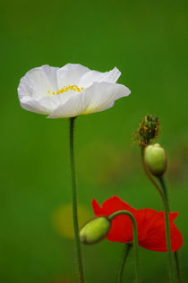 Mohnblüten by AD DESIGN Photo + PhotoArt