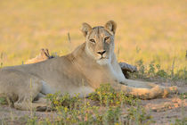  Lioness resting on sandy ground in Kalahari desert. by Yolande  van Niekerk