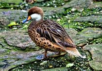 Duck on the Shore by Helmut Schneller