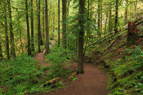 Temperate Rainforest of the Pacific Northwest von Louise Heusinkveld