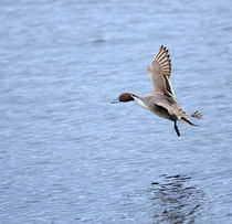 Northern Pintail Duck in Flight von Louise Heusinkveld