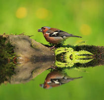 Common Chaffinch, Fringilla coelebs, male with nut in beak by Louise Heusinkveld