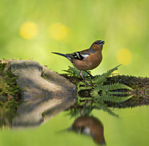 Common Chaffinch, Fringilla coelebs, male by Louise Heusinkveld