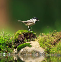 Coal Tit, Parus ater von Louise Heusinkveld