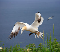 Gannet in Flight by Louise Heusinkveld