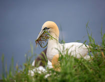 Northern Gannet gathering nesting material von Louise Heusinkveld