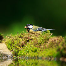 Great Tit von Louise Heusinkveld