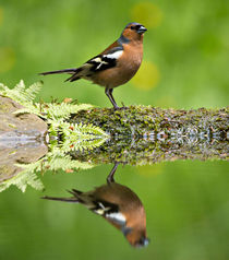 Common Chaffinch von Louise Heusinkveld