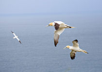 Gannets in Flight von Louise Heusinkveld