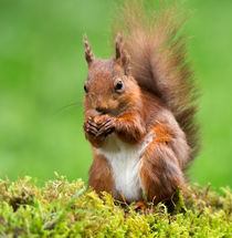 What a Beautiful Nut! by Louise Heusinkveld