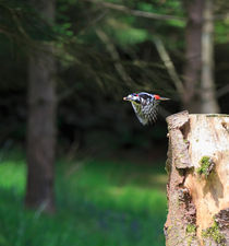 Great Spotted Woodpecker, Dendrocopos major by Louise Heusinkveld