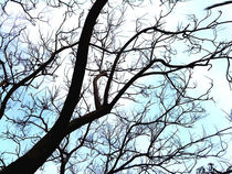 Tree -Photography art print by Lila  Benharush