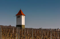 Weinberg-Strom 1 von Erhard Hess