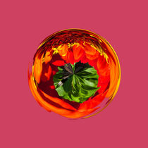 Red flower in glass globe by Robert Gipson