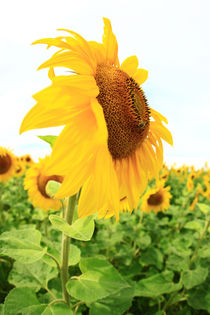 Sonnenblumen von Falko Follert