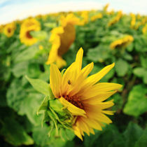 Sonnenblume von Falko Follert