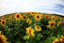 Sonnenblumen by Falko Follert