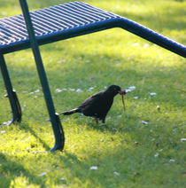 Amsel by Gerda Hutt