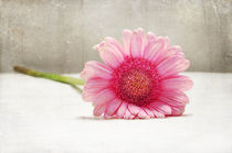 Softness in Pink by Randi Grace Nilsberg