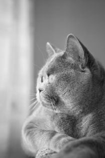 British gray cat lying in the window von Igor Korionov