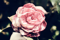 Japanese camellia pink flower on a bush by Igor Korionov