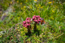 Two wonderful flowers by Artem Boyur