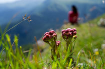 Two lonely flower by Artem Boyur