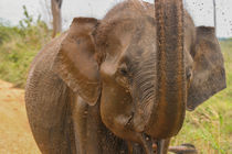 Elephant mud shower by Jörg Sobottka