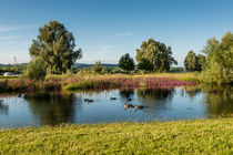 Rheinaue bei Heidenfahrt 2 by Erhard Hess