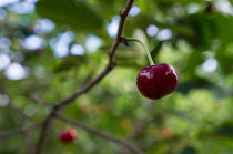 Ripe cherry by Artem Boyur
