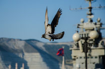 Soaring dove by Artem Boyur