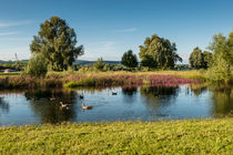 Rheinaue bei Heidenfahrt 2 by Erhard Hess