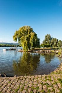 Rheinaue bei Heidenfahrt 4 von Erhard Hess