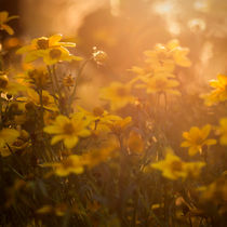 Summertime Feeling von imagonarium