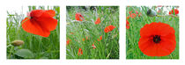 Papaver rhoeas by urs-foto-art