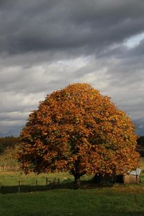 Baum im Herbst by Ralf Wolter