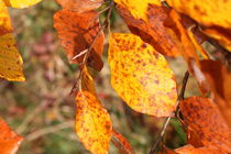 Herbstblätter von Ralf Wolter