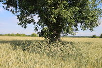 Ein Baum im Feld by Ralf Wolter