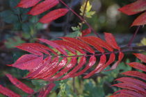 Rotes Blatt von Ralf Wolter