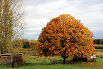 Baum im Herbst von Ralf Wolter