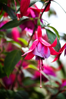 Flowering Fuchsia by Vicki Field