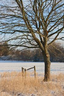 Winter von Ralf Wolter