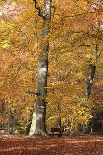 Waldweg mit Ruhepunkt von Ralf Wolter