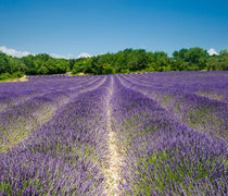 Lavander Field by Antonio Jorge Nunes