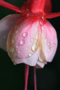 Rosa Blüte mit Wassertropfen von Ralf Wolter