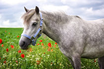 Welshpony von AD DESIGN Photo + PhotoArt