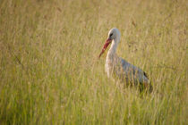 White Stork by Antonio Jorge Nunes