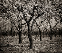 Symmetry by Antonio Jorge Nunes