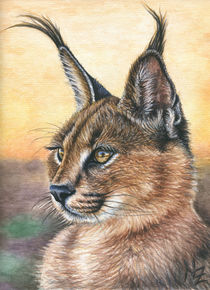 Caracal - Wüstenluchs by Nicole Zeug